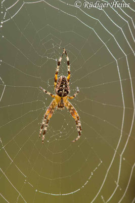 Araneus diadematus (Gartenkreuzspinne), 18.8.2022