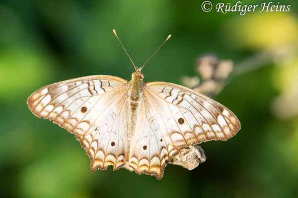 Anartia jatrophae, 27.11.2023 - Panasonic DMC-FZ 1000 mit Marumi DHG Achromat