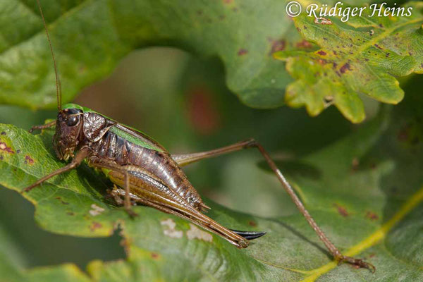 Metrioptera brachyptera (Kurzflügelige Beißschrecke) Weibchen, 14.9.2017