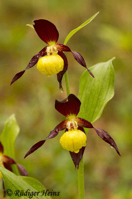 Cypripedium calceolus (Gelber Frauenschuh), 2.5.2014