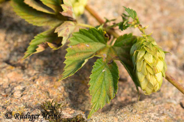 Humulus lupulus (Echter Hopfen), 12.9.2022