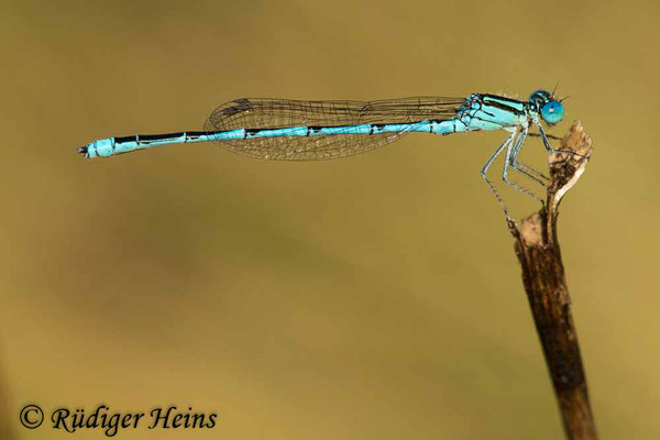 Erythromma lindenii (Pokaljungfer, Saphirauge) Männchen, 28.6.2021