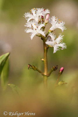 Menyanthes trifoliata (Fieberklee), 17.5.2021