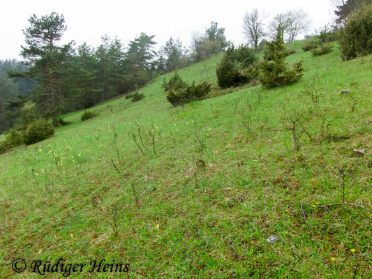 Ophrys sphegodes (Spinnen-Ragwurz) Habitat, 4.5.2013