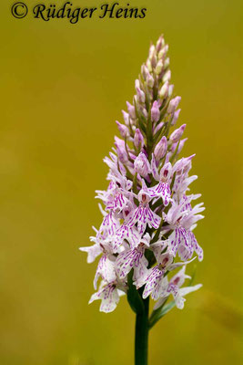 Dactylorhiza fuchsii (Fuchs' Fingerwurz), 8.6.2014