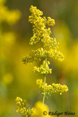 Galium verum (Echtes Labkraut)