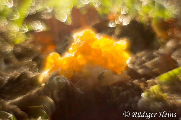Tremella mesenterica (Goldgelber Zitterling), 21.12.2021