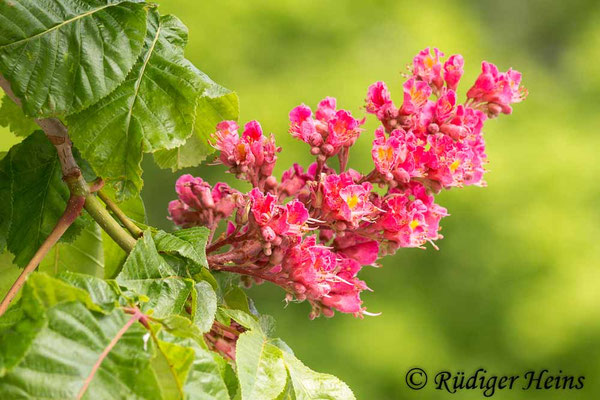 Aesculus carnea (Rotblühende Roßkastanie), 20.5.2019