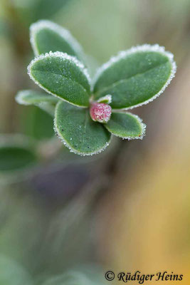 Preiselbeere (Vaccinium vitis-idaea) Knospe mit Raureif, 20.10.2022 - Makroobjektiv 100mm f/2.8