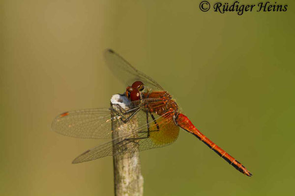 Sympetrum flaveolum (Gefleckte Heidelibelle) Männchen, 7.8.2018