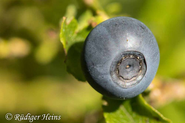 Vaccinium myrtillus (Heidelbeere), 22.6.2020