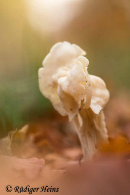 Helvella crispa (Herbst-Lorchel), 31.10.2022