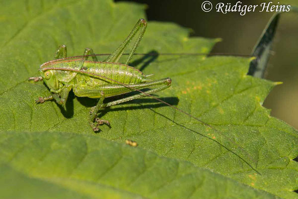 Tettigonia viridissima (Grünes Heupferd) Männchen Larve, 18.6.2021