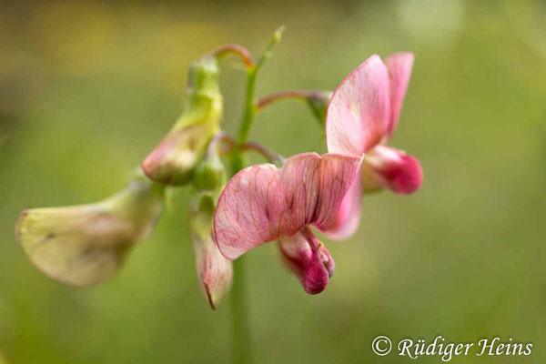 Lathyrus sylvestris (Wilde Platterbse)