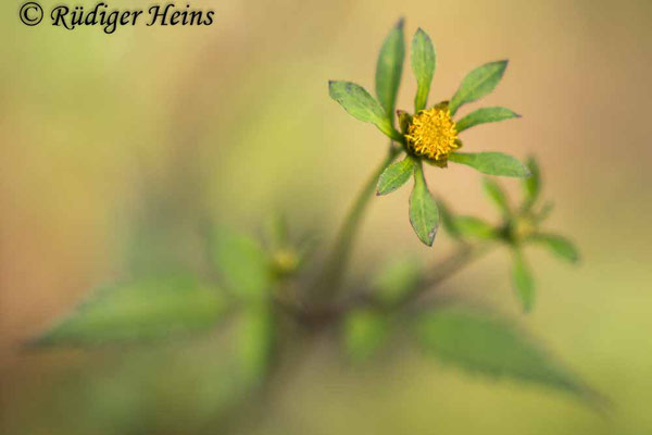 Schwarzfrüchtiger Zweizahn (Bidens frondosa), 30.8.2023 - Jupiter 9 85 mm f/2