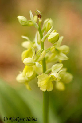 Orchis pallens (Blasses Knabenkraut), 1.5.2015