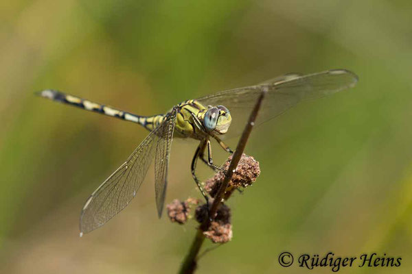 Orthetrum trinacria (Langer Blaupfeil) Weibchen, 24.6.2018