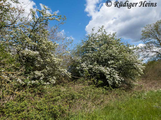 Crataegus laevigata (Zweigriffeliger Weißdorn), 5.5.2020