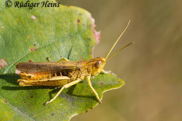 Chorthippus dorsatus (Wiesengrashüpfer) Männchen, 2.9.2017