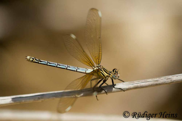 Epallage fatime (Blaue Orientjungfer) Weibchen,  15.5.2015