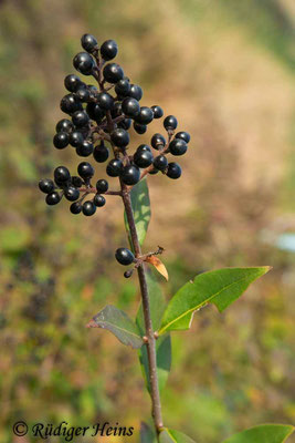 Ligustrum vulgare (Gewöhnlicher Liguster), 3.10.2018