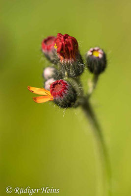 Hieracium aurantiacum (Orangerotes Habichtskraut), 17.9.2025