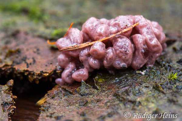 Ascocoryne sarcoides (Fleischroter Gallertbecher), 14.11.2024