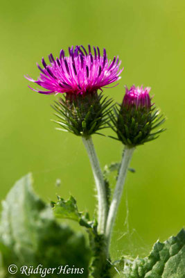 Carduus crispus (Krause Ringdistel), 19.7.2017