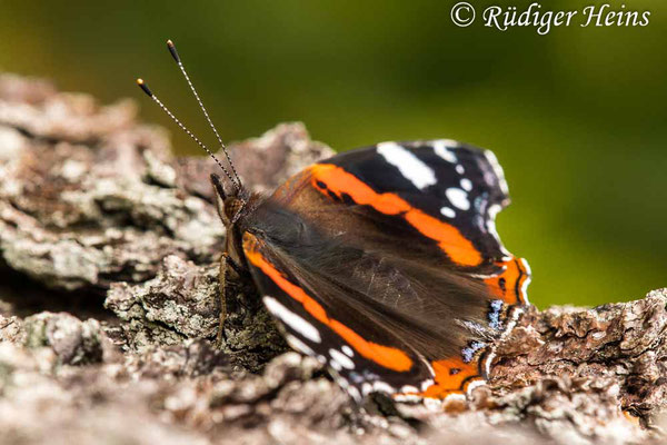 Vanessa atalanta (Admiral), 10.9.2020