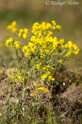 Senecio vernalis (Frühlings-Greiskraut)