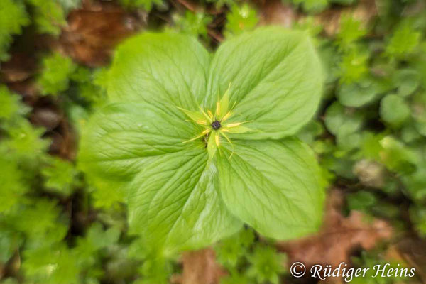 Paris quadrifolia (Vierblättrige Einbeere) mit fünf Blättern, 13.5.2021 - Pancolar 50mm f/1,8 (gedrehte Linse)