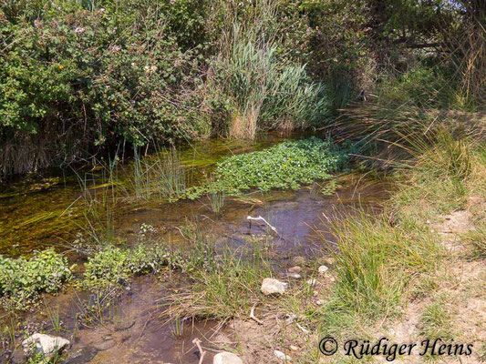 Orthetrum brunneum (Südlicher Blaupfeil) Habitat in Südfrankreich, 21.6.2017