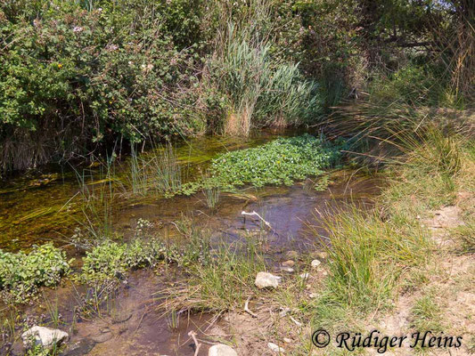 Orthetrum brunneum (Südlicher Blaupfeil) Habitat