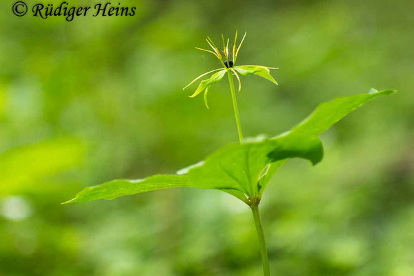 Paris quadrifolia (Vierblättrige Einbeere)