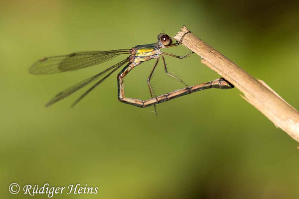 Chalcolestes viridis (Westliche Weidenjungfer) Weibchen
