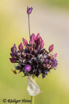 Allium scorodoprasum (Schlangen-Lauch), 26.6.2024