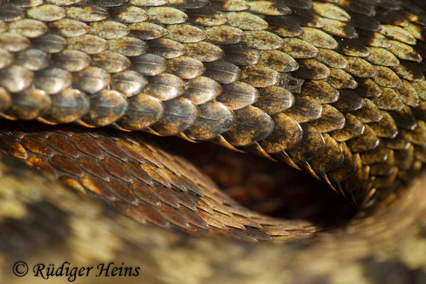 Vipera berus (Kreuzotter) Männchen, 30.4.2019