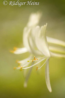 Lonicera periclymenum (Waldgeißblatt), 14.7.2018