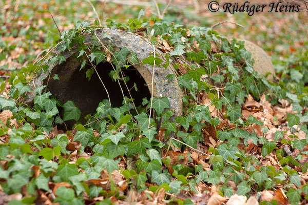 Hedera helix (Gemeiner Efeu), 31.1.2016