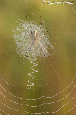 Argiope bruennichi (Zebraspinne, Wespenspinne)