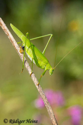 Phaneroptera falcata (Gemeine Sichelschrecke) Weibchen