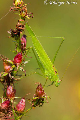 Phaneroptera falcata (Gemeine Sichelschrecke) Männchen