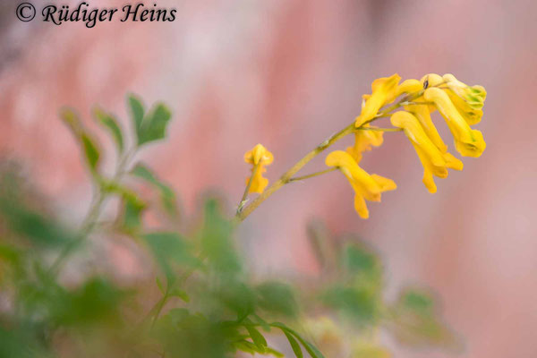 Pseudofumaria lutea, Gelber Lerchensporn