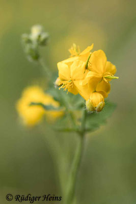Chelidonium majus, Schöllkraut
