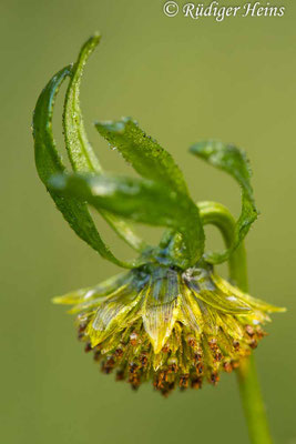 Bidens cernua (Nickender Zweizahn)