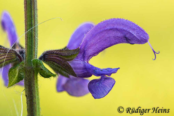 Salvia pratensis (Wiesensalbei), 1.8.2020