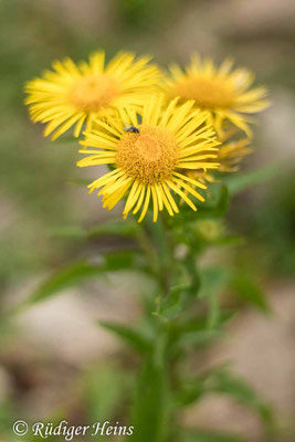 Inula britannica (Wiesen-Alant), 11.8.2023