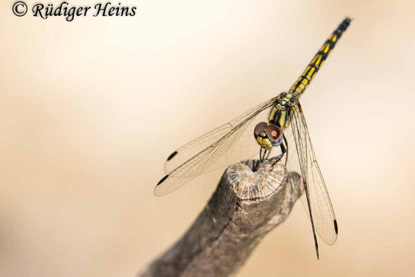 Trithemis festiva (Schwarzer Sonnenzeiger) Weibchen