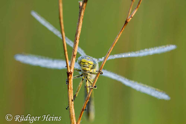 Gomphus pulchellus (Westliche Keiljungfer) Weibchen, 27.5.2020