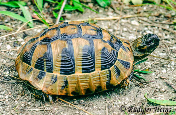 Testudo hermanni (Griechische Landschildkröte), 8.6.2001 (Scan vom Dia)